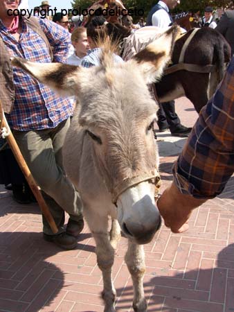 cavalcata 2011_69